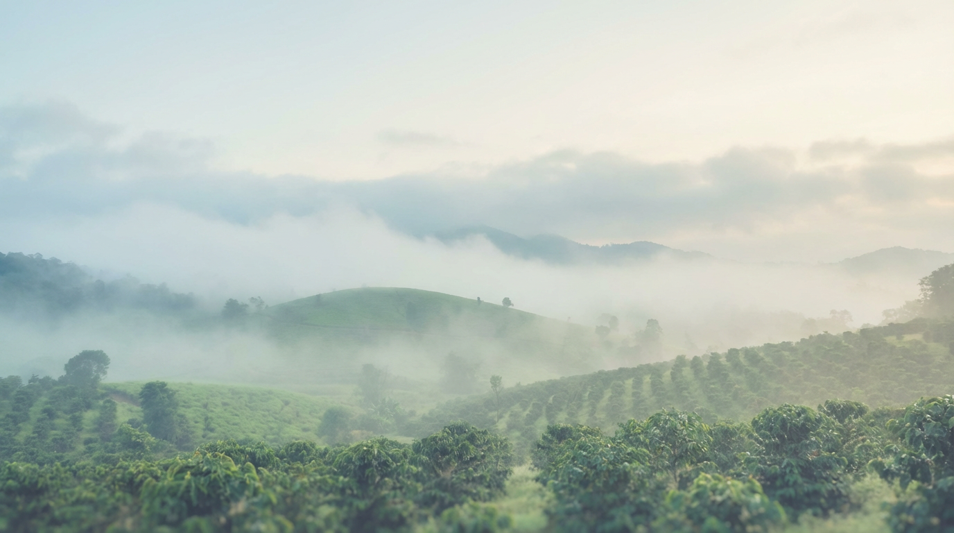 Mist & Coffee in Coorg